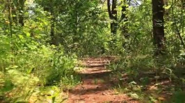 Hayvan Pov olarak kasvetli ahşap, hareket