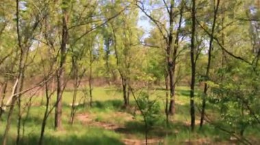 Yavaş ormanda yürüyüş. Steadicam atış