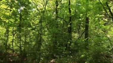 Yavaş yoğun ormanda yürüyüş. Steadicam atış