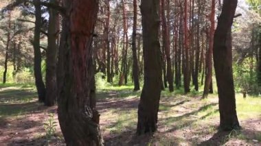 Ahşap kenar. Steadicam atış