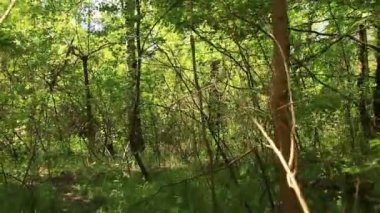 Yavaş yoğun ormanda yürüyüş. Steadicam atış