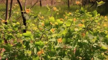 Orman Çiçekleri bir rüzgar. Manzara