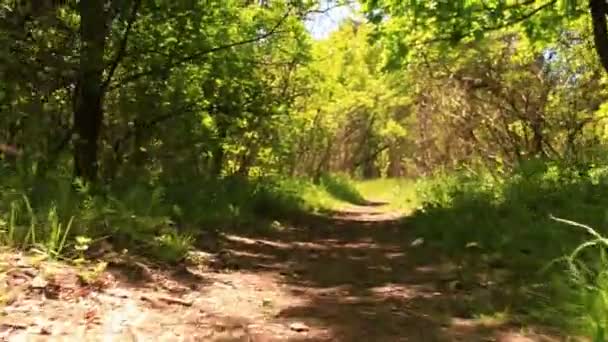 Chemin de randonnée en bois .Steadicam plan lisse . — Video