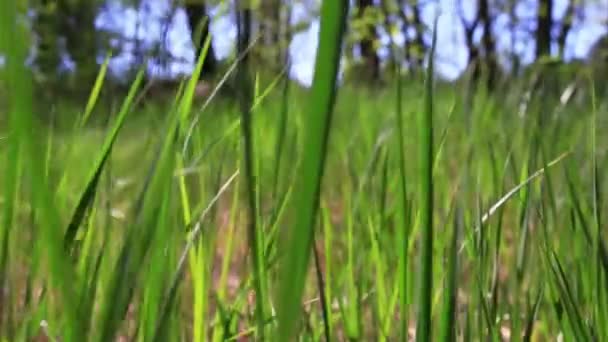 Zielona trawa w drewnie. Zwierzę widok, powolny spacer — Wideo stockowe