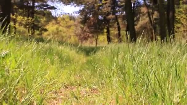 Brillante paisaje de bosque solar. Steadicam disparó como una vista animal — Vídeos de Stock