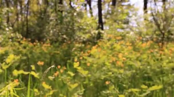 Φωτεινά κίτρινα άνθη στο ξύλο. Steadicam πυροβολισμό — Αρχείο Βίντεο