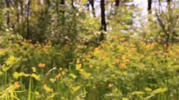 Fleurs jaune vif en bois. Steadicam shot — Video