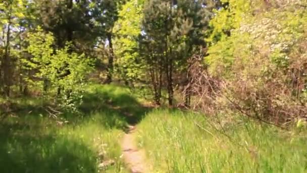 Marcher lentement dans le bois avec ombre. Steadicam shot 