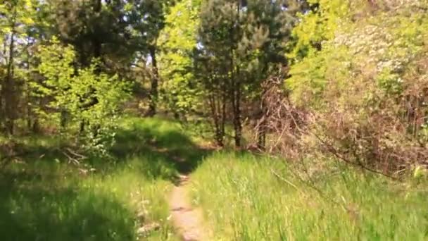 Marcher lentement dans le bois avec ombre. Steadicam shot — Video