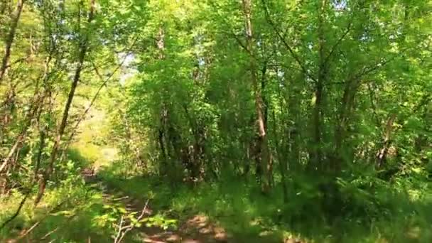 Langzaam lopen in zonnige hout met schaduw. Steadicam schot — Stockvideo