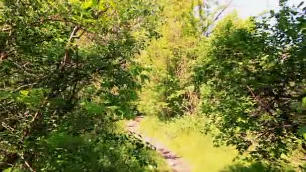 Promenade lente en bois ensoleillé avec ombre. Steadicam shot — Video