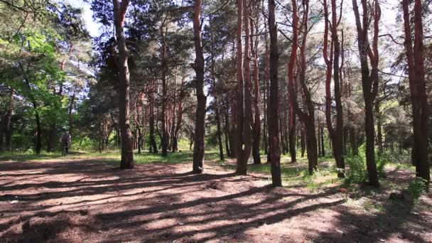 Radfahrer fährt langsam im Wald. — Stockvideo