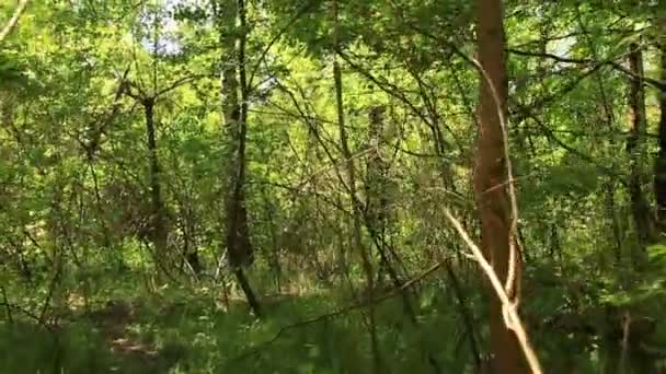 Caminar lentamente en un bosque denso. Steadicam tiro — Vídeo de stock