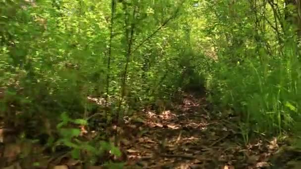 Sur un sentier forestier.. Steadicam abattu comme un animal — Video