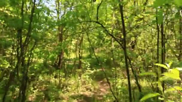 Sur un sentier forestier, à pied. Steadicam shot 