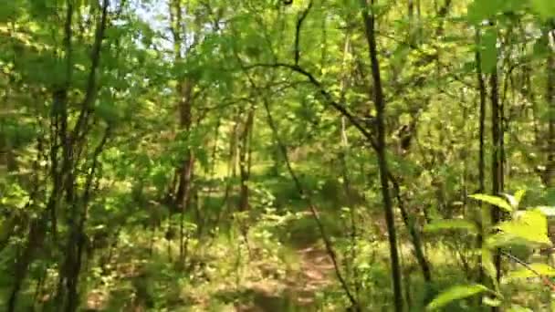 Auf einem Waldweg, zu Fuß. Steadicam-Aufnahme — Stockvideo