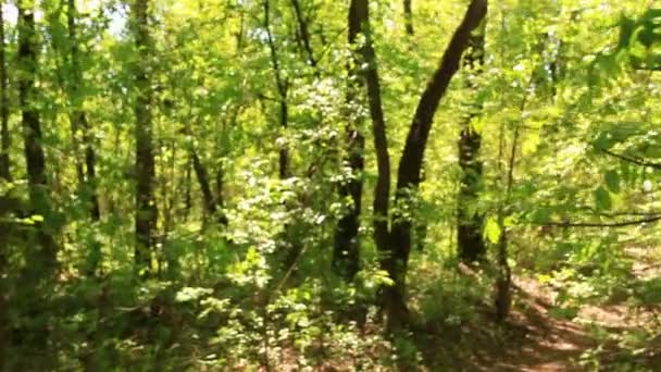 En un sendero forestal, caminando. Steadicam disparo en cámara lenta — Vídeo de stock