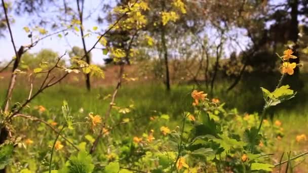 Bos bloemen op een wind. Landschap — Stockvideo