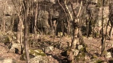 Ağaçlar ve kayalar bahar Panoraması. Manzara