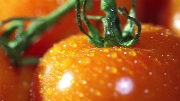 Tomates con gotas de agua. Slider tiro — Vídeo de stock