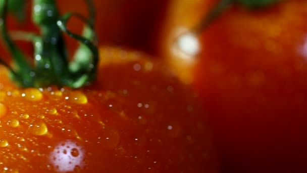 Tomaten met waterdruppels. Schuifregelaar schot — Stockvideo