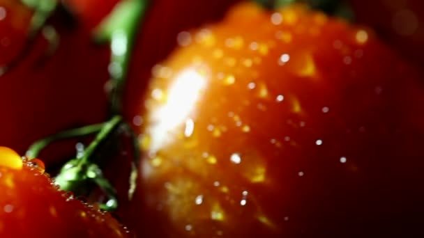 Tomater med vattendroppar. Reglaget makro skott — Stockvideo