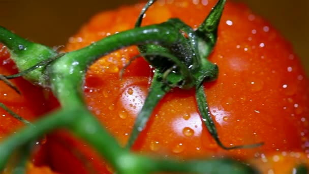 Knallrote Tomaten mit Wassertropfen. Schieberegler Makroaufnahme — Stockvideo