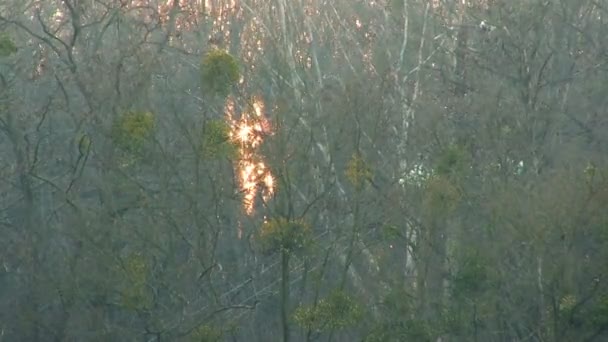 Luz do sol através das árvores. Desfasamento temporal — Vídeo de Stock