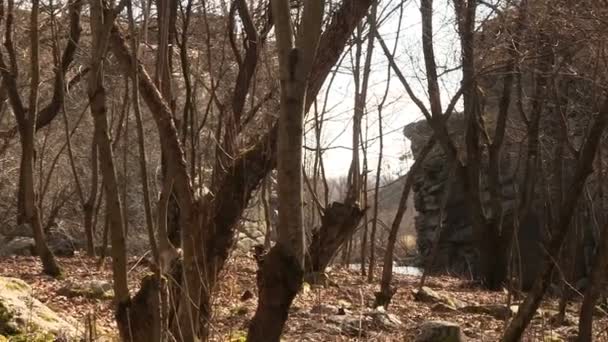 Bomen en rotsen in het voorjaar. Landschap. — Stockvideo