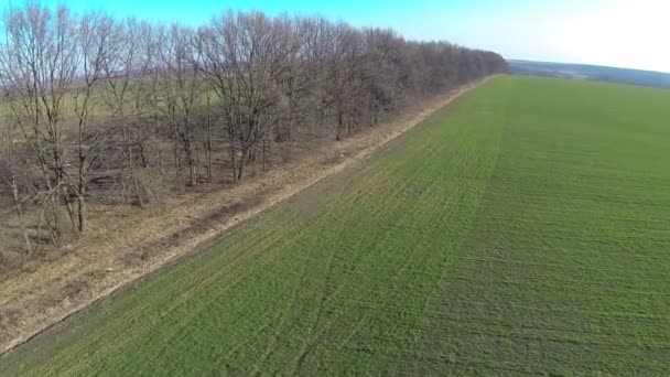 Vuelo sobre el campo verde en un día soleado. Antena — Vídeos de Stock