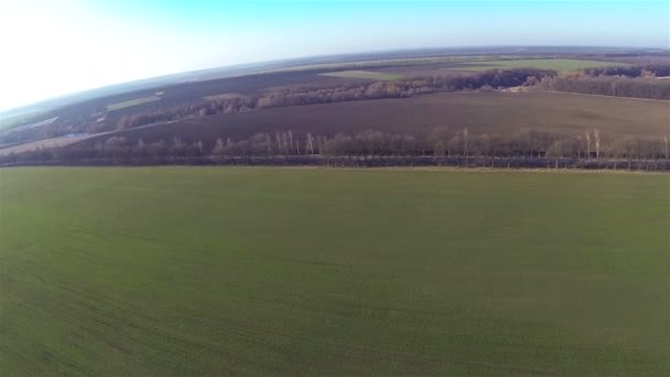 Green fields  in sunny day. Aerial — Stock Video