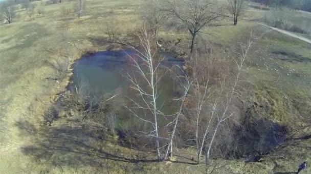 Piccolo lago e ombra dell'albero. Giornata di sole. Aerea — Video Stock