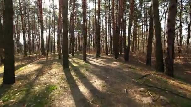 Spaziergang auf dem morgendlichen Wald mit Landstraße. stabilisierter Clip — Stockvideo