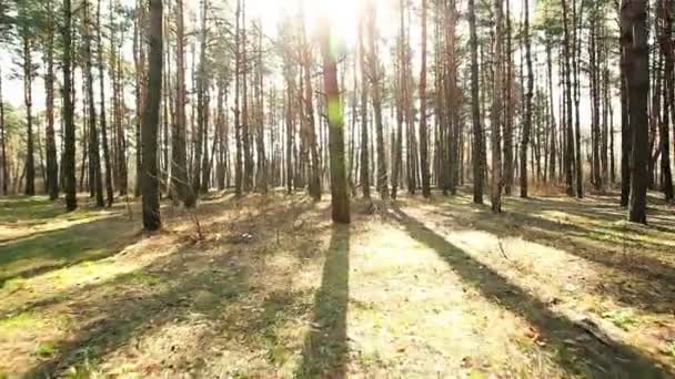 Wandelen op de ochtend hout. Gestabiliseerde clip — Stockvideo