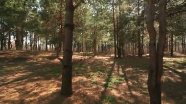 Sabah güzel güneşli ahşap. Kamera hareketi ile stabilize manzara.