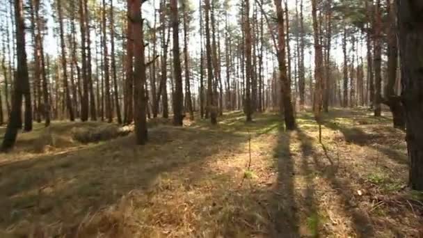 Walk on the morning beautiful wood. Stabilized clip — Stock Video