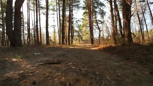 Walk on  morning beautiful wood. Animal POV . Stabilized clip — Stock Video