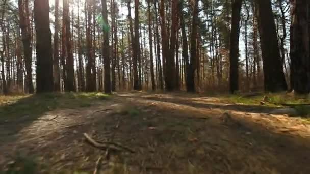 Caminar por la mañana hermosa madera. Punto de vista animal. Clip estabilizado — Vídeos de Stock