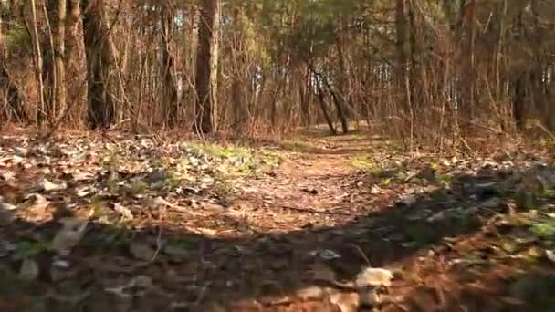 Wandelpad in het bos. Verkeer als dier Pov weergeven Gestabiliseerde clip — Stockvideo