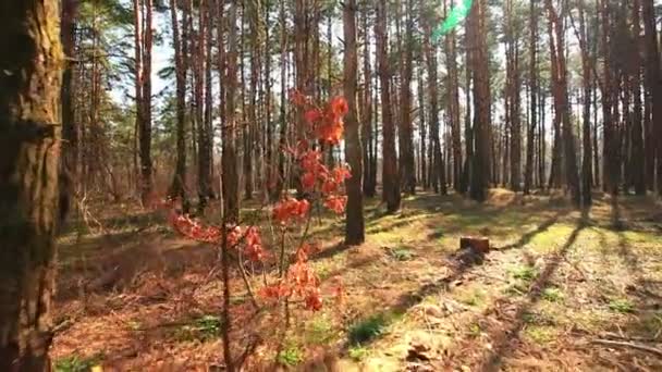 Rano piękne drewno. stabilizowany krajobraz z ruchem. — Wideo stockowe