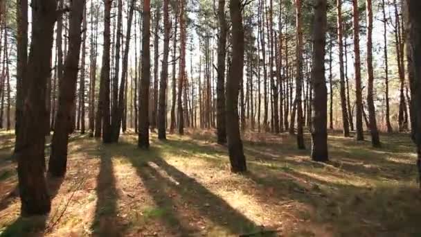 Bonjour beau bois. paysage stabilisé avec mouvement .