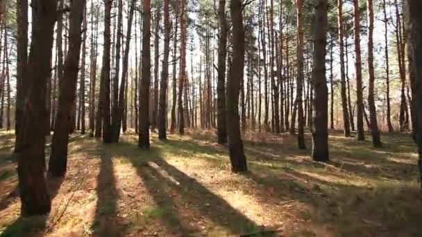 Ranní krásné dřevo. stabilizovaná krajina s pohybem. — Stock video