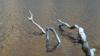 Gölet düşmüş kuru ağaç ile