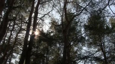 Ahşap ağaç dalları ile güneş ışığı. Hızlandırılmış