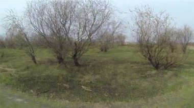 Uçuş alanı ile ağaçlar ve çalılar. Hava