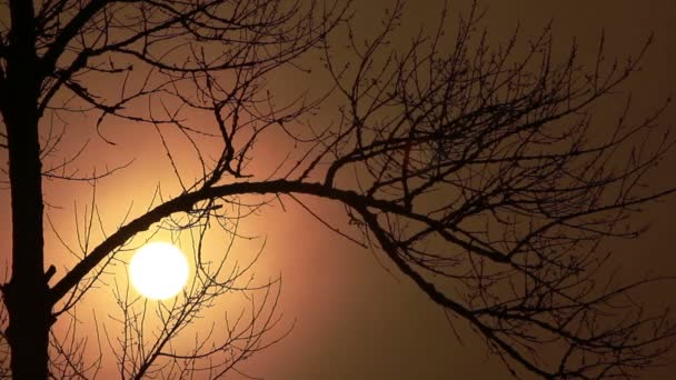 Beau soleil au lever du soleil et branches d'arbres. Délai imparti 
