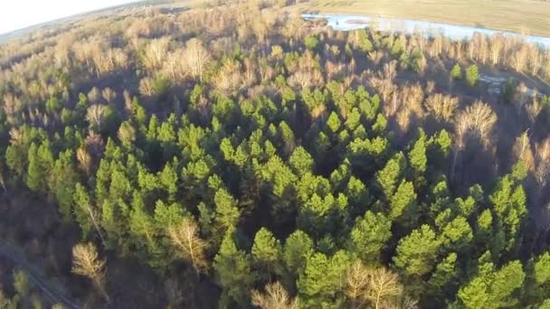 Indah lanskap pagi dengan sungai dan kayu. Udara 40 detik terbang — Stok Video