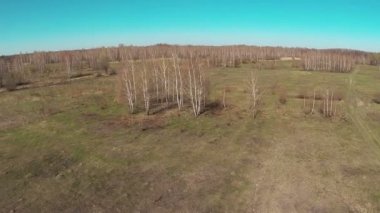 Birchwood alanında. Bahar manzara. Hava