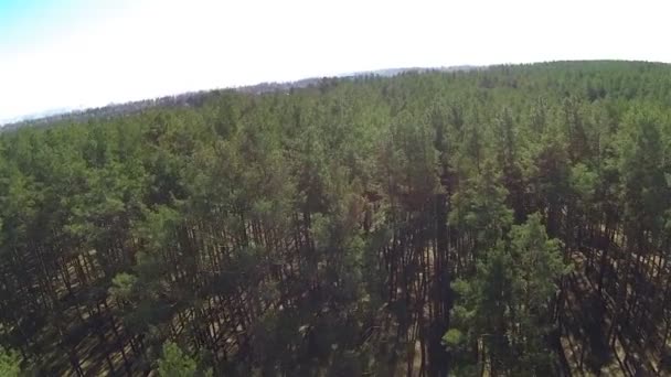 Paisaje rural con madera. Antena — Vídeo de stock