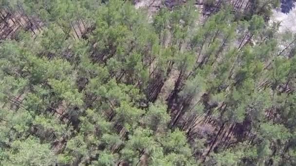 Landscape with  over  wood . Aerial  top view — Stock Video